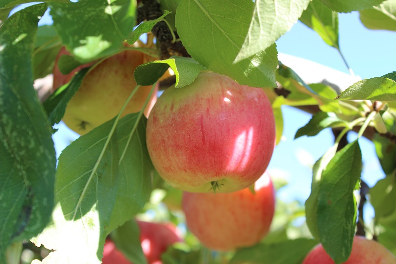 apples_resized apples_resized