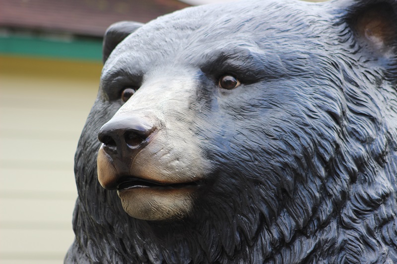 bear face_resized bear face_resized
